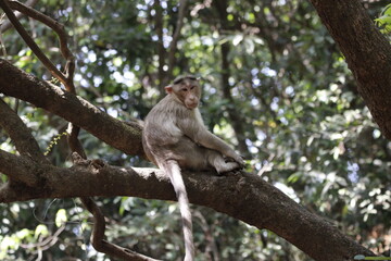 Monkey in Jungle. Emotions and actions of Monkey and baby. Beautiful wall paper background. Emotional message.