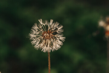 blow and make a wish