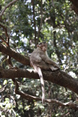 Monkey in Jungle. Emotions and actions of Monkey and baby. Beautiful wall paper background. Emotional message.