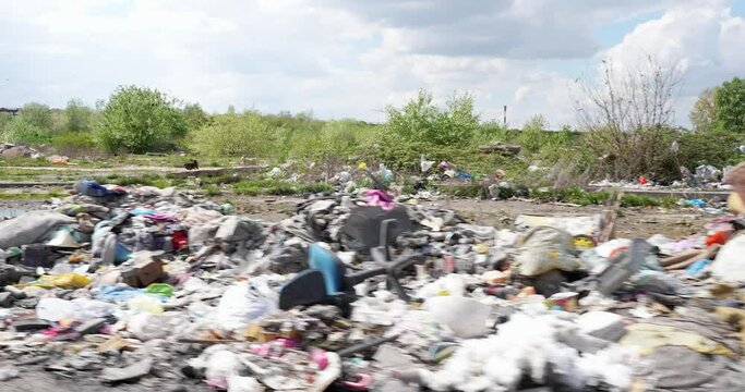 street dogs at a garbage dump by the roadside in town