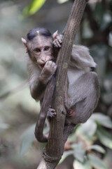Monkey in Jungle. Emotions and actions of Monkey and baby. Beautiful wall paper background. Emotional message.