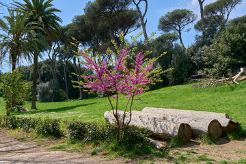 Villa Ada city park in the spring, Rome