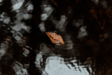 Hoja