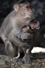 Monkey in Jungle. Emotions and actions of Monkey and baby. Beautiful wall paper background. Emotional message.