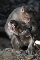 Monkey in Jungle. Emotions and actions of Monkey and baby. Beautiful wall paper background. Emotional message.