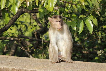 Monkey in Jungle. Emotions and actions of Monkey and baby. Beautiful wall paper background. Emotional message.