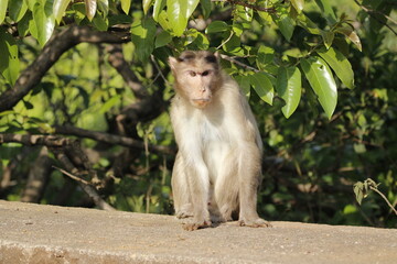 Monkey in Jungle. Emotions and actions of Monkey and baby. Beautiful wall paper background. Emotional message.