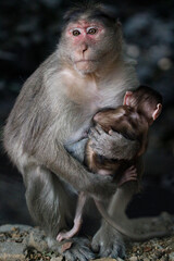 Monkey in Jungle. Emotions and actions of Monkey and baby. Beautiful wall paper background. Emotional message.