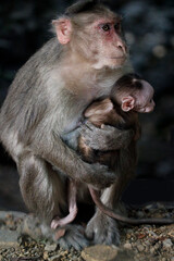 Monkey in Jungle. Emotions and actions of Monkey and baby. Beautiful wall paper background. Emotional message.