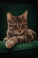 sweet tabby cat
