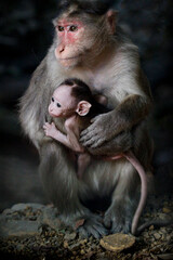 Monkey in Jungle. Emotions and actions of Monkey and baby. Beautiful wall paper background. Emotional message.