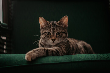 sweet tabby cat rescue