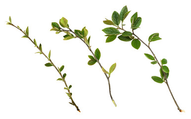 Set of spring twigs with green leaves isolated