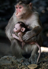 Monkey in Jungle. Emotions and actions of Monkey and baby. Beautiful wall paper background. Emotional message.