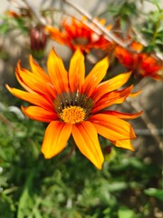 orange dahlia flower