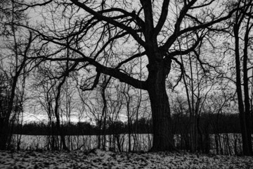 black and white trees