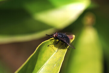 Fly on a plant leaf