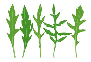 Arugula. Vector image of arugula leaves isolated on white background.
