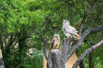 Falconry-headed owl in the park. In the background are green trees in the park.