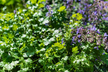 Beautiful flowers of catnip or nepeta cataria