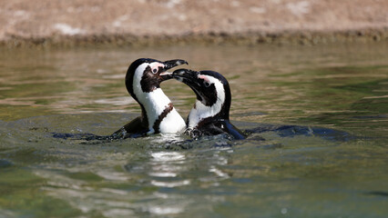 Couple of African penguin - Spheniscus demersus - swimming in the water and playing together