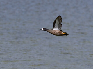 Fototapeta premium Male Blue-winged Teal in Flight Over Lake in Spring