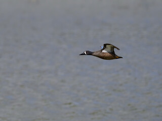 Male Blue-winged Teal in Flight  Over Lake in Spring
