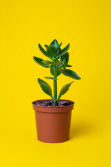 home green flower in a pot on a yellow background.