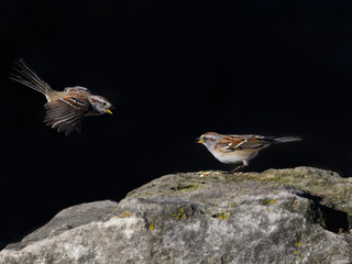 American Tree Sparrows are arguing on Black Background