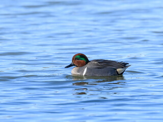 Male Green-winged Teal Swimming in Blue Water