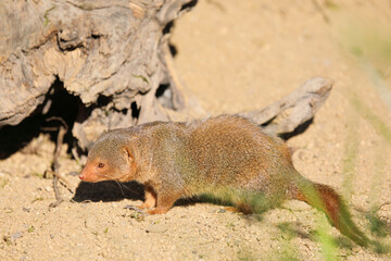 Close up of a cute dwarf mongoose - Helogale parvula
