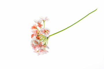 Fototapeta premium pelargonium flowers on the white background
