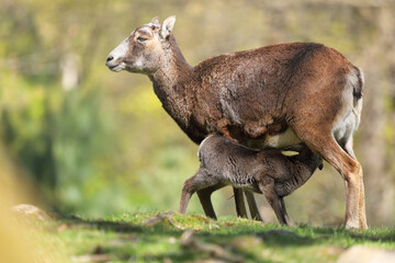 Naklejka na ściany i meble Baby mouflon, ovis orientalis, drinking milk my its mother, the mouflon ewe