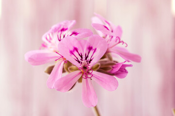 pink flower close up