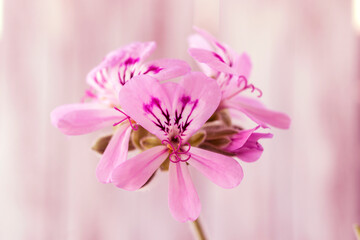 Obraz premium pink flower close up