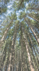 Fototapeta premium forêt