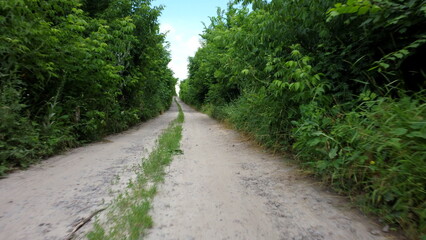 Fototapeta premium Dirt road between tall trees with green leaves on sunny summer day. Wide dirt path among green trees and bushes. Nature wild backdrop. Natural plant background