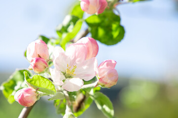 Obraz premium Apple blossom in spring, close view.