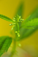close-up macro photo of a male cannabis shoot on a yellow background