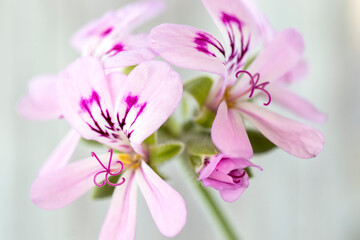 pelargonium flower.  macro photo