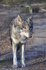 European gray wolve