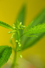close-up macro photo of a male cannabis shoot