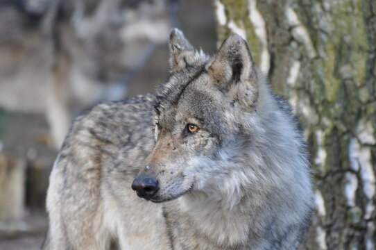 European gray wolve
