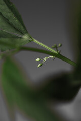 close-up macro photo of a male cannabis shoot