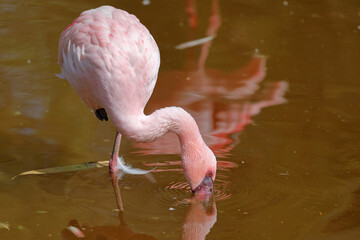 Greater Flamingo, Phoenicopterus ruber, beautiful pink big bird in water