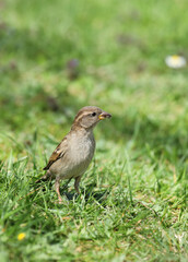 House Sparrow with Insects in its mouth