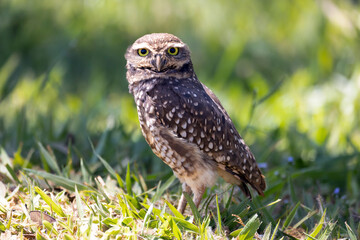 The Burrowing Owl or Luck owl perched on the ground beside its nest. Species Athene Cunicularia....