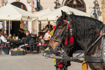 Close-up of the heads of two black horses in a common harness on a sunny day against a blurred...