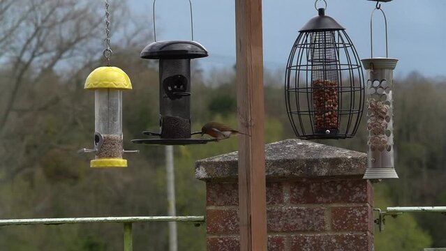 slow motion of a robin redbreast (Erithacus rubecula) feeding on a bird seed feeder and atking flight, defocused background
