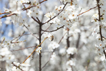 Flowering branch, blurred background.